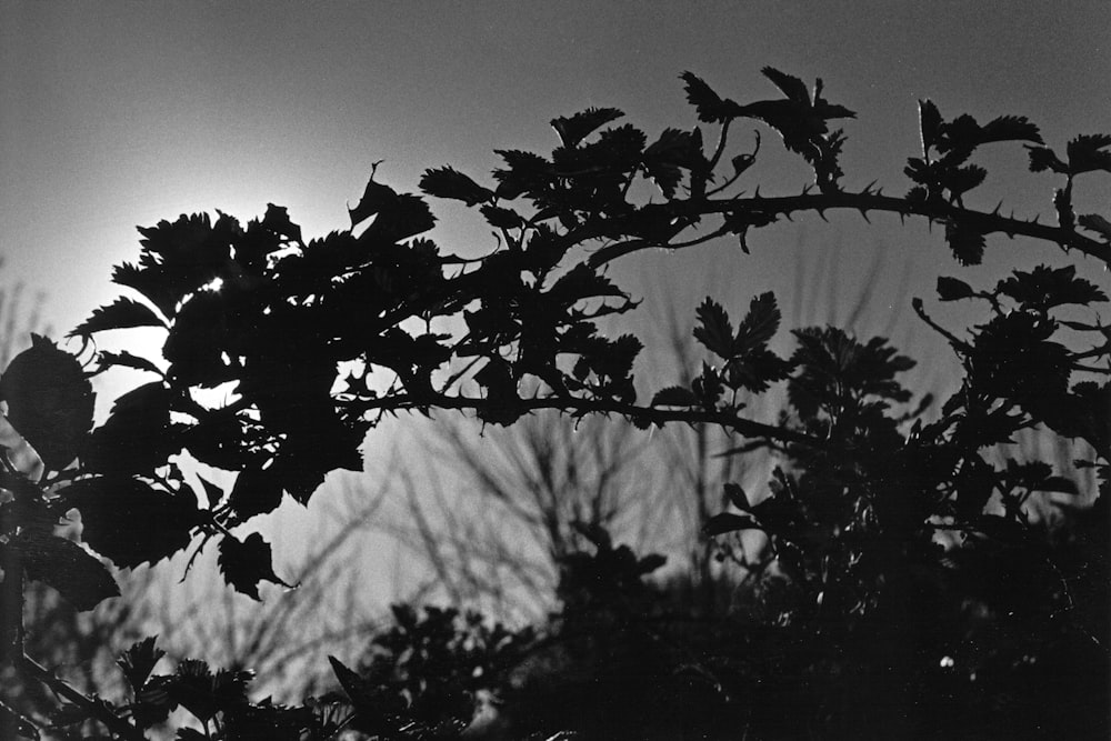 grayscale photo of leaves during daytime