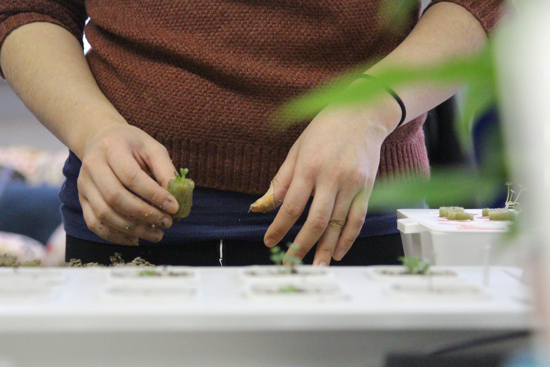 Hands setting sprouted starter cubes into the planting holes of a white tray