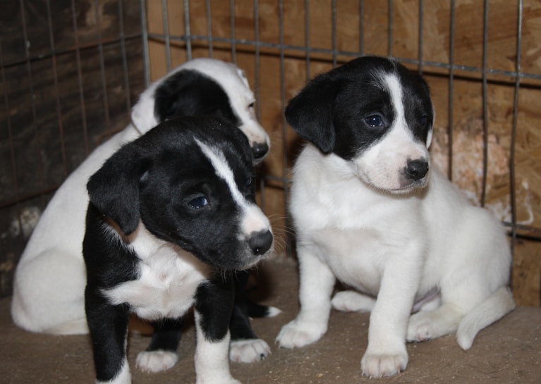 Three small puppies with black and white fur sit in a metal enclosure. The puppies are looking in different directions with curious expressions. The background consists of a wooden surface and metal bars.