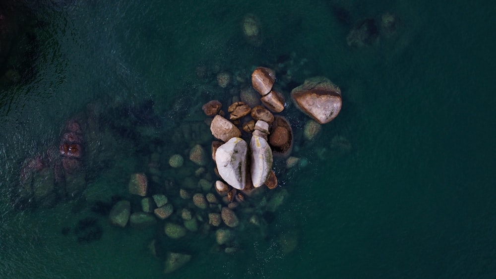 brown and white stones on green water