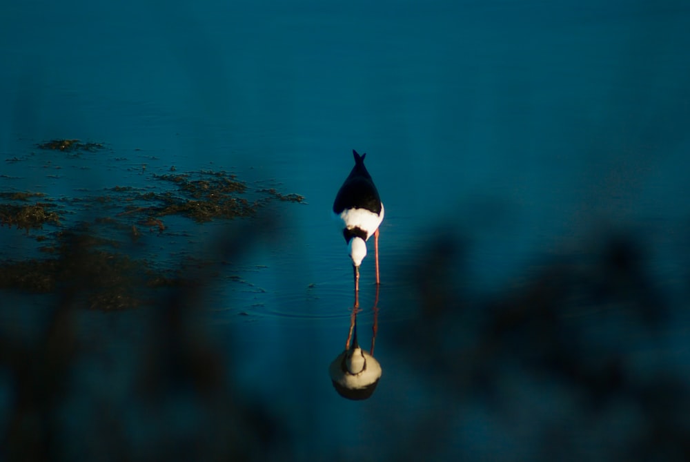 black and white bird on brown rock