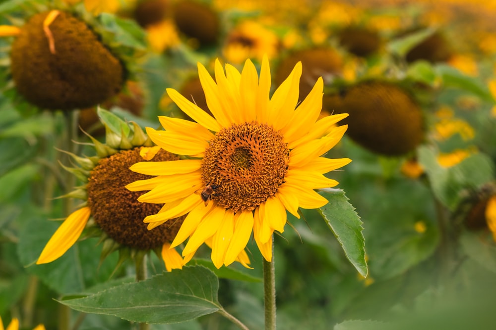 yellow sunflower in bloom during daytime