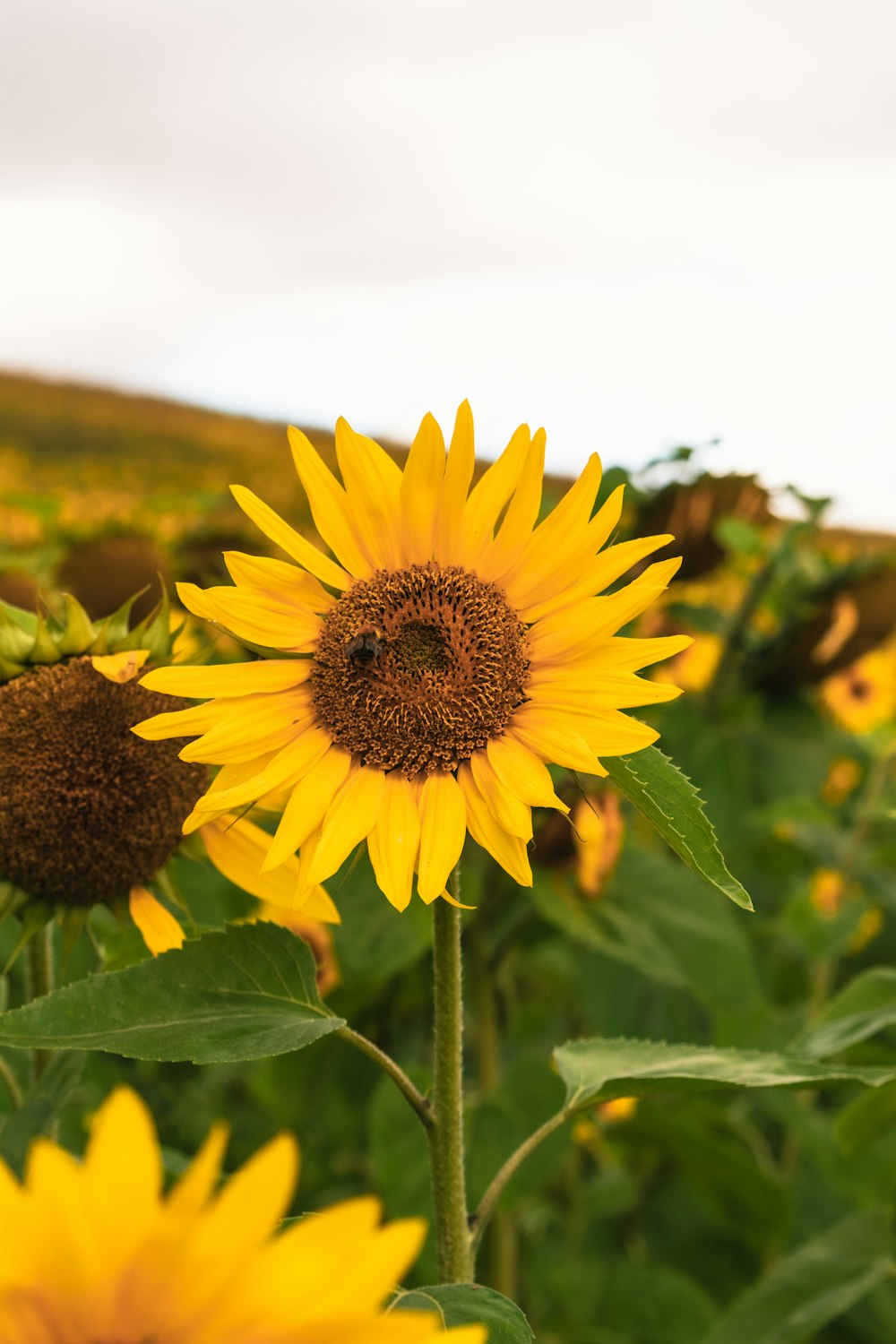 eine große Sonnenblume in einem Feld von Sonnenblumen