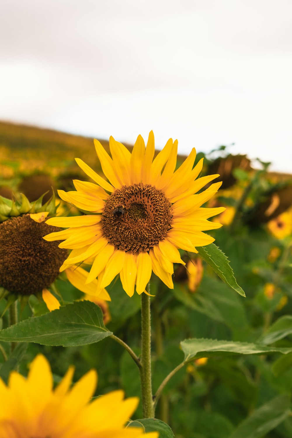 a large sunflower in a field of sunflowers