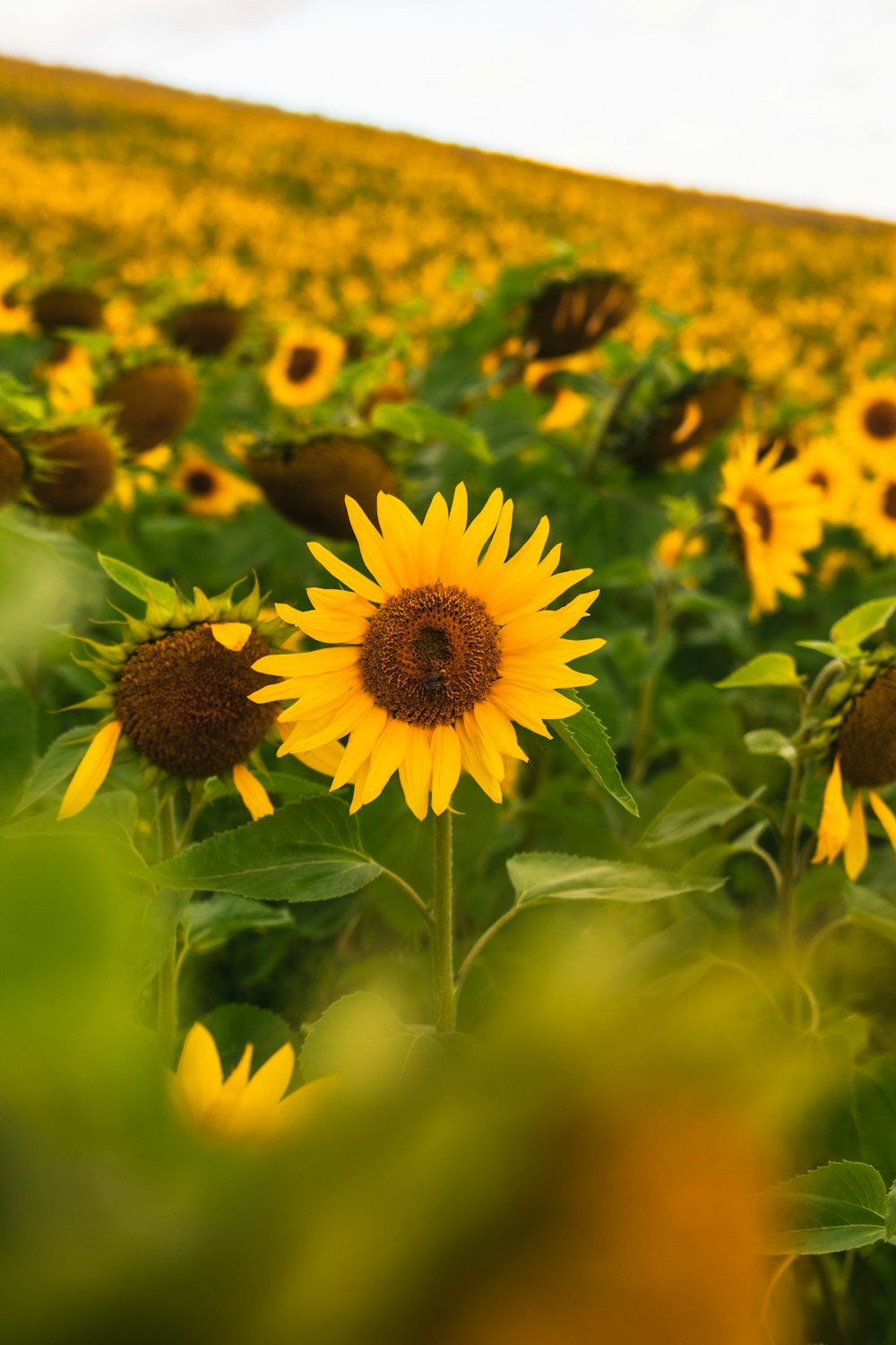 Girasol amarillo en lente de cambio de inclinación