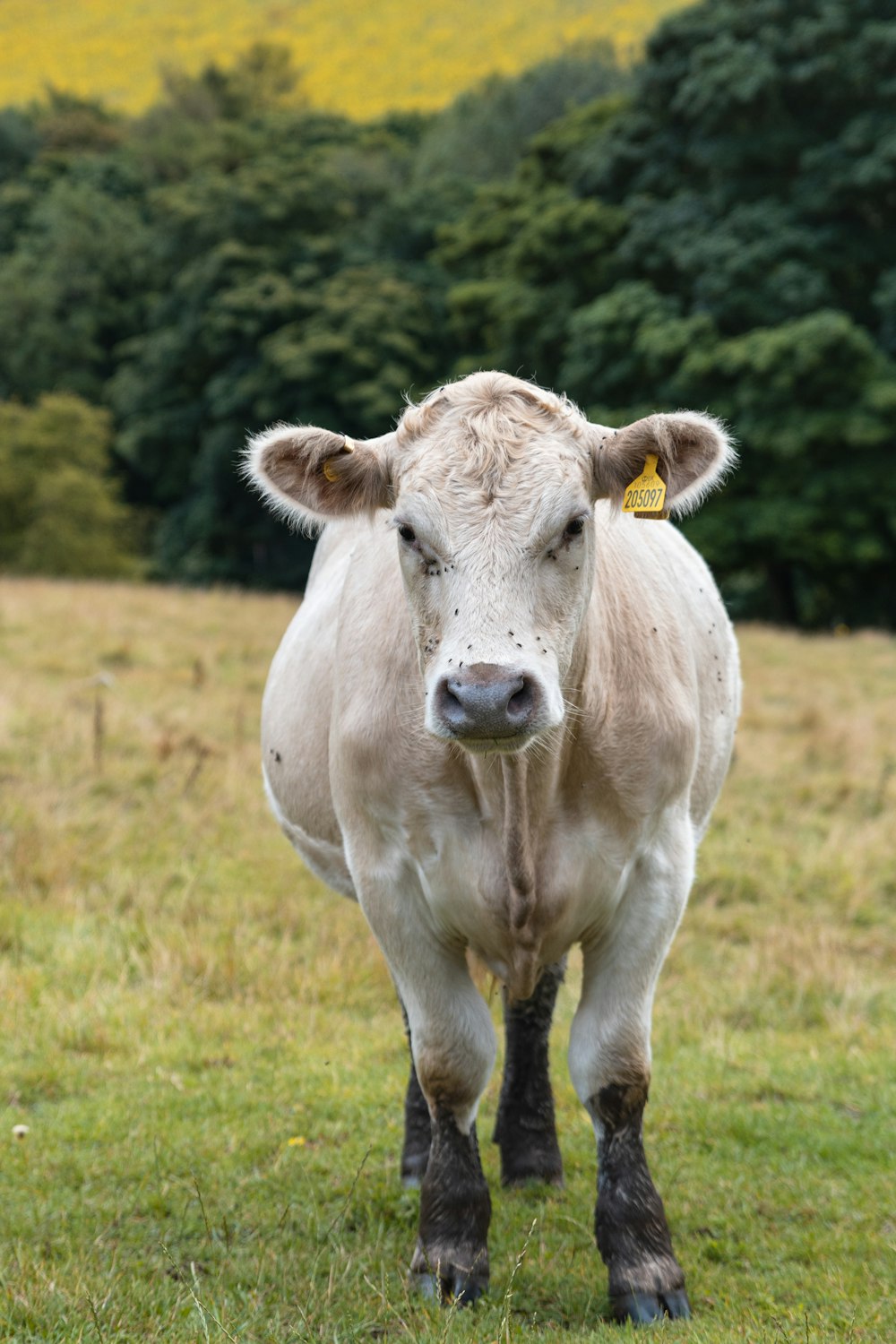 mucca bianca sul campo di erba verde durante il giorno