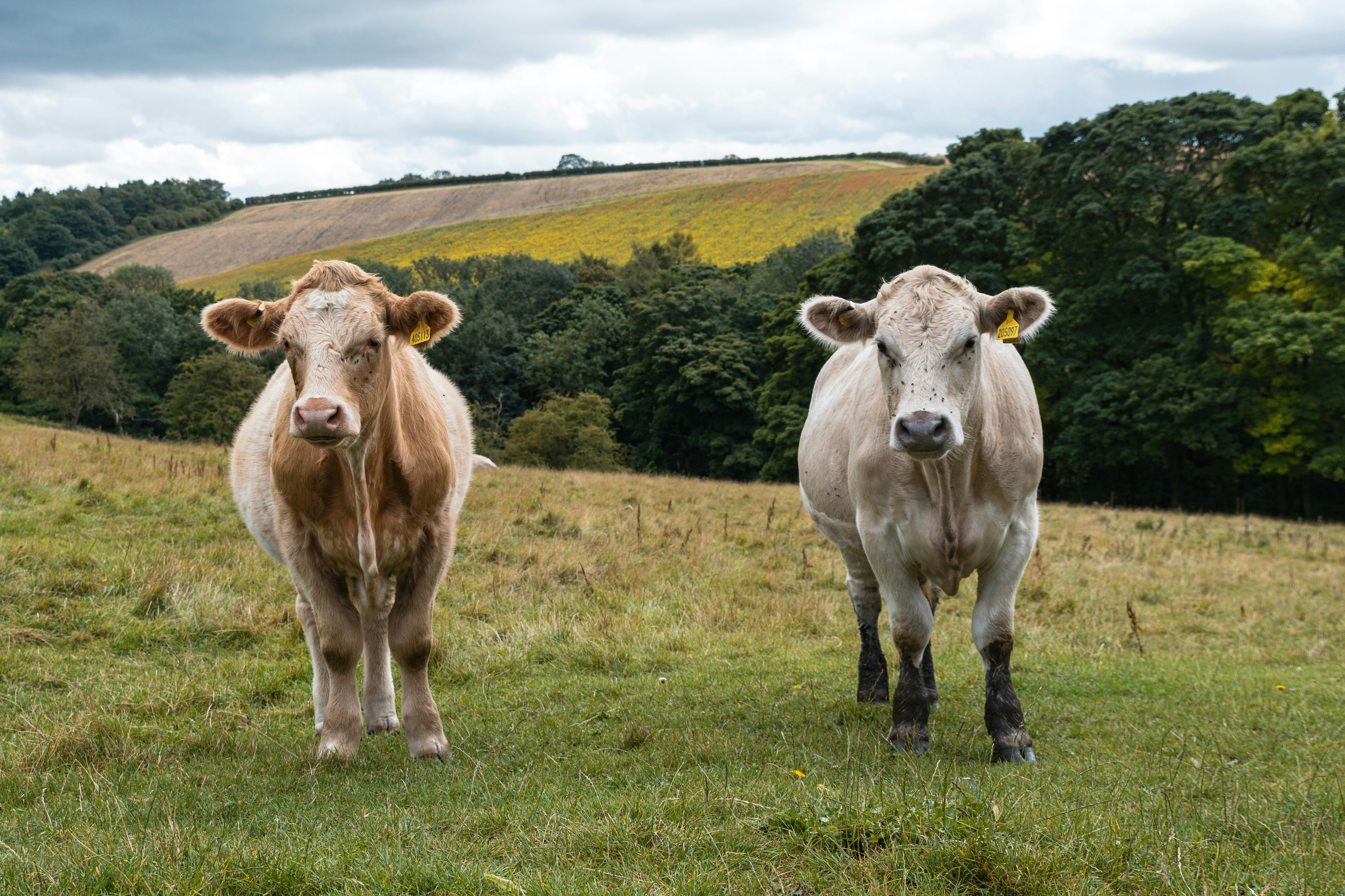 vache blanche sur un champ d’herbe verte pendant la journée