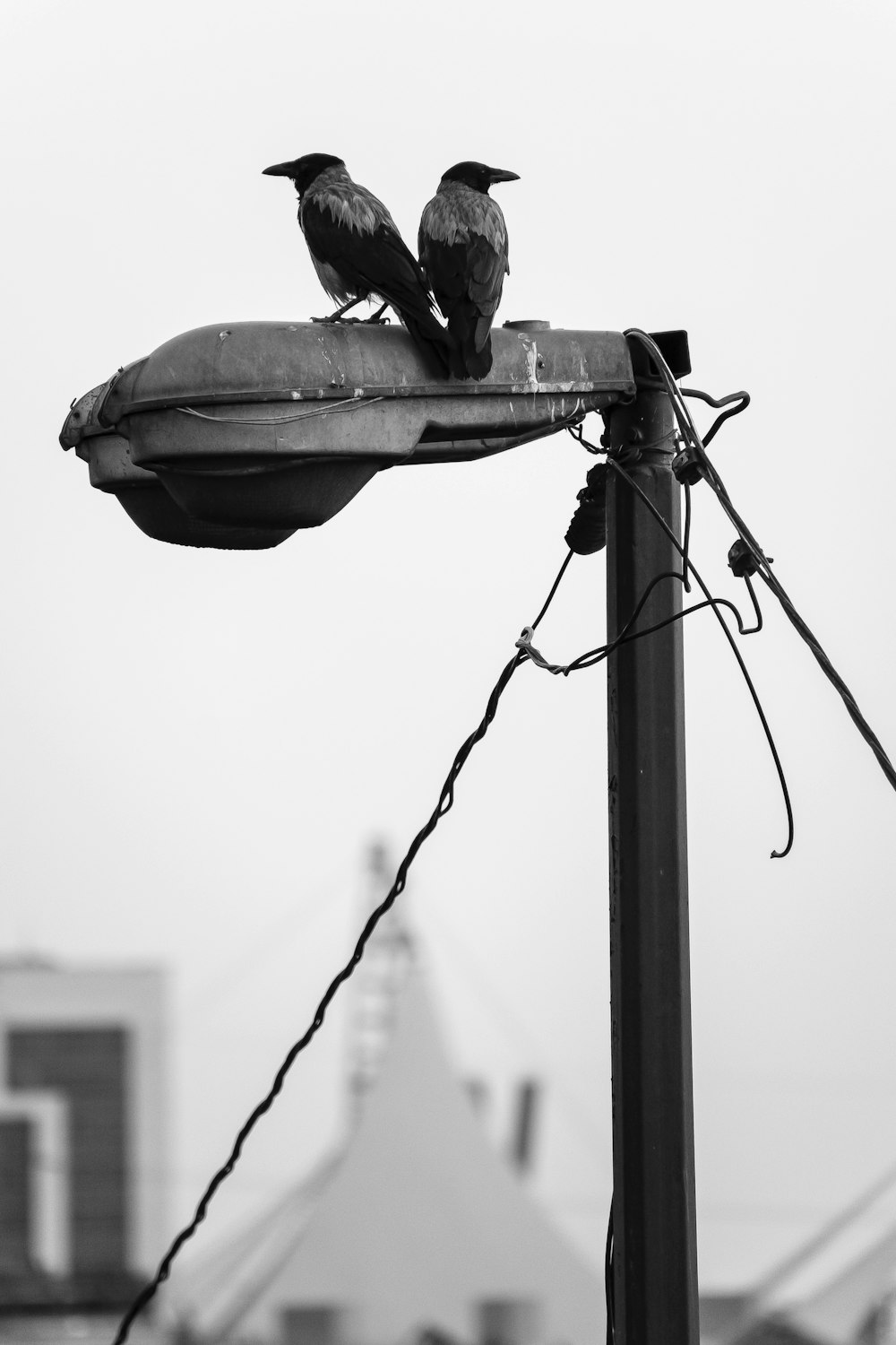 black bird on electric wire