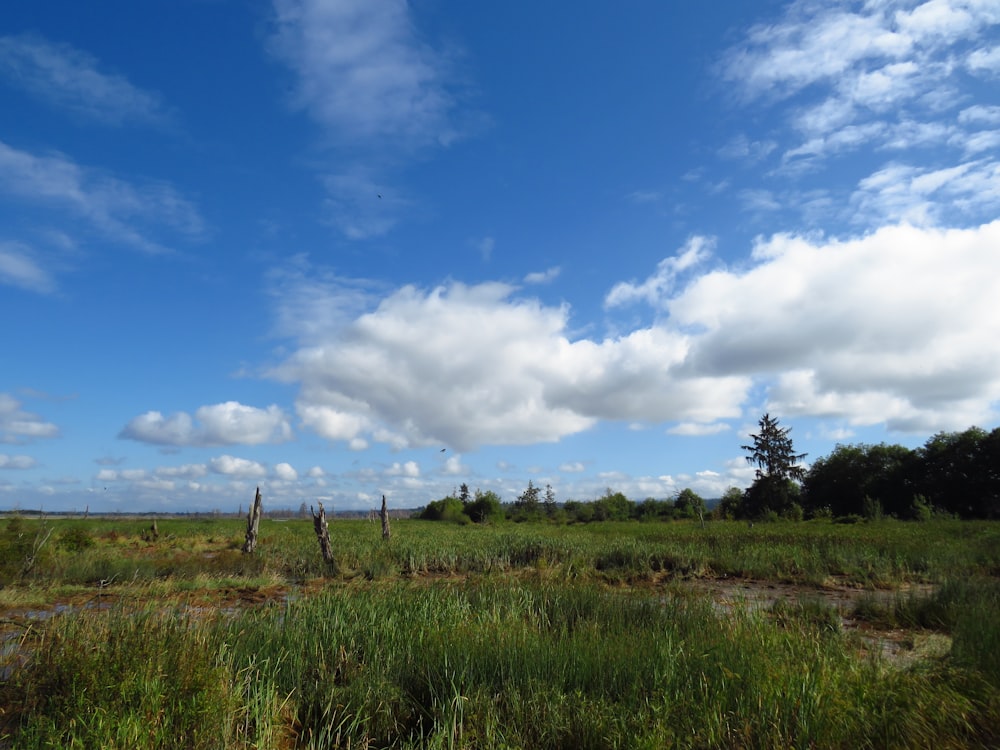 green grass field under blue sky and white clouds during daytime