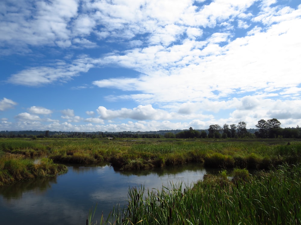 昼間の青と白の曇り空の下、湖畔の緑の芝生畑