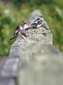 A small group of finches resting on a wooden fence.