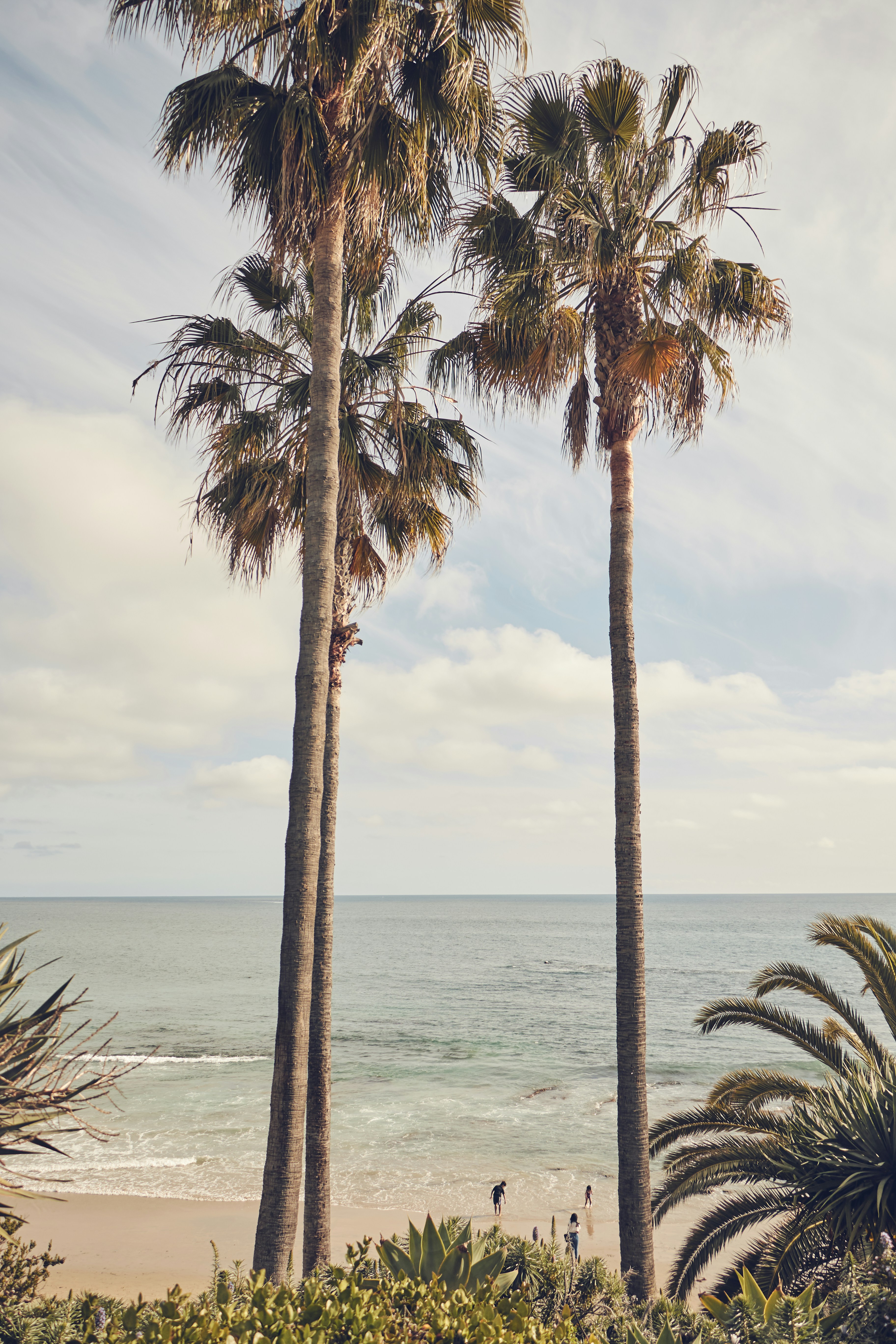 Palm Trees Beach Pictures Download Free Images On Unsplash palm trees beach pictures download
