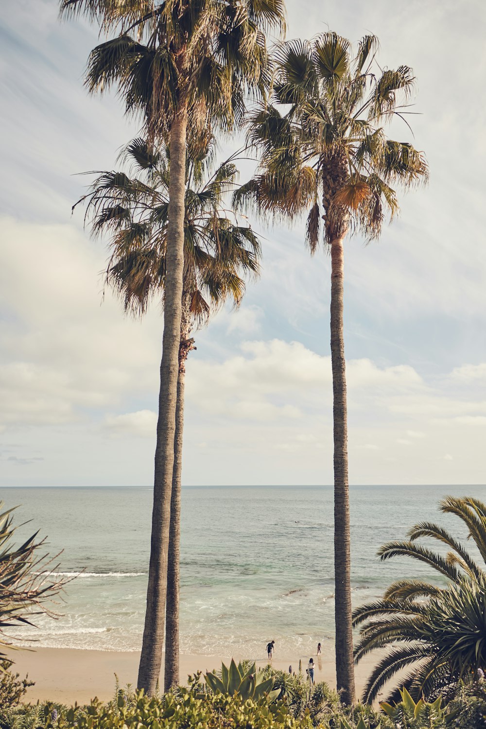 palm tree near body of water during daytime