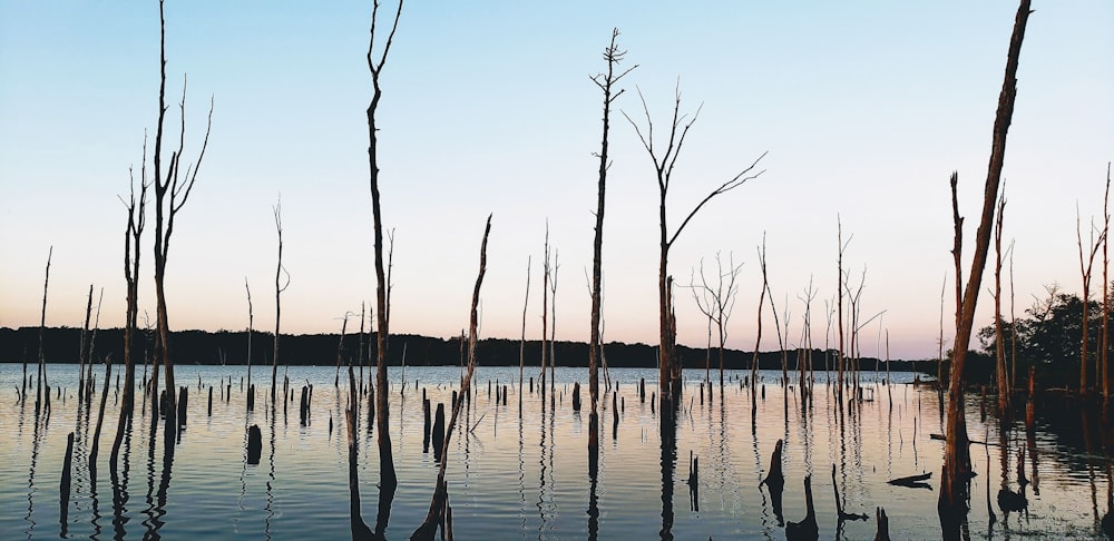 leafless trees on beach during sunset