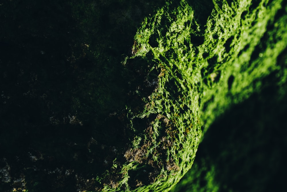 green moss on black rock