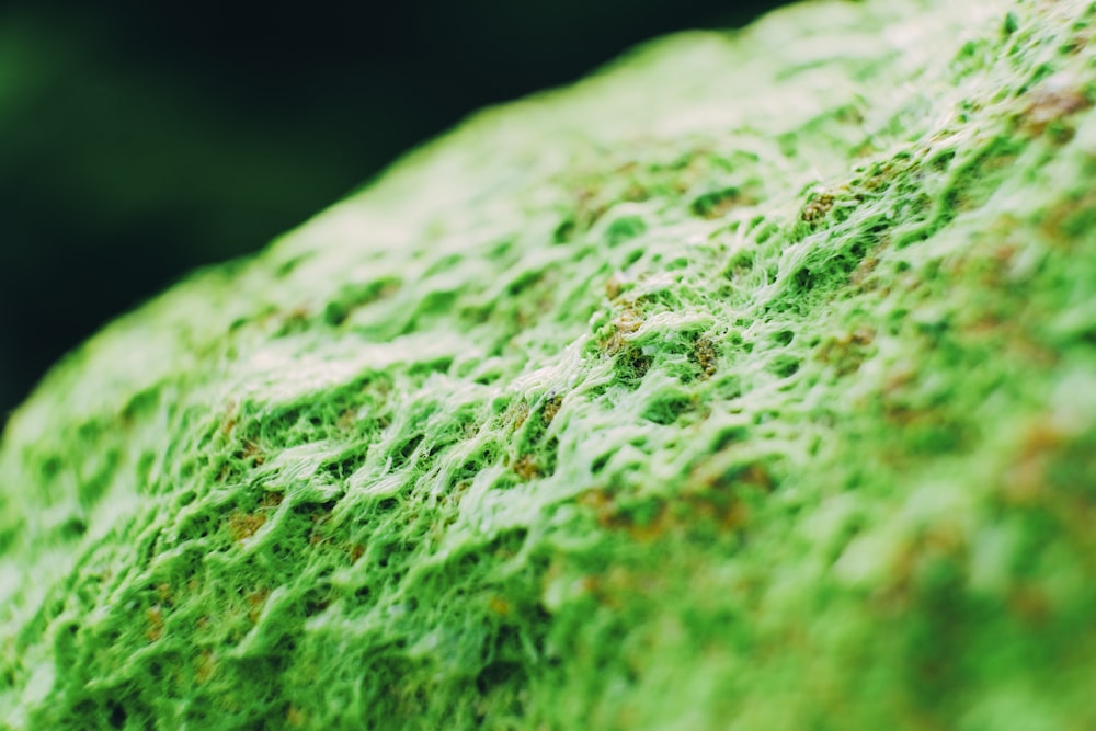 green and white fur textile