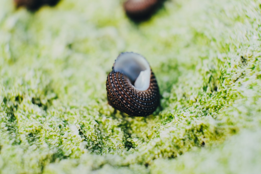 black and white heart shaped ornament on green grass