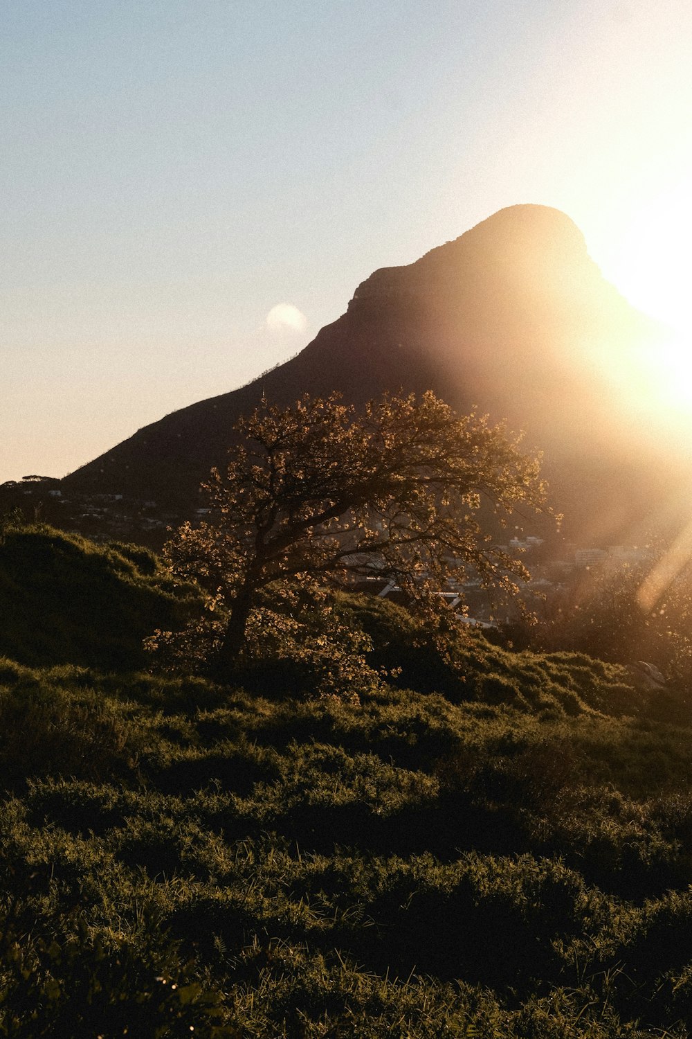 leafless tree on hill during sunrise