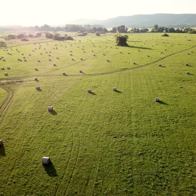 green grass field during daytime