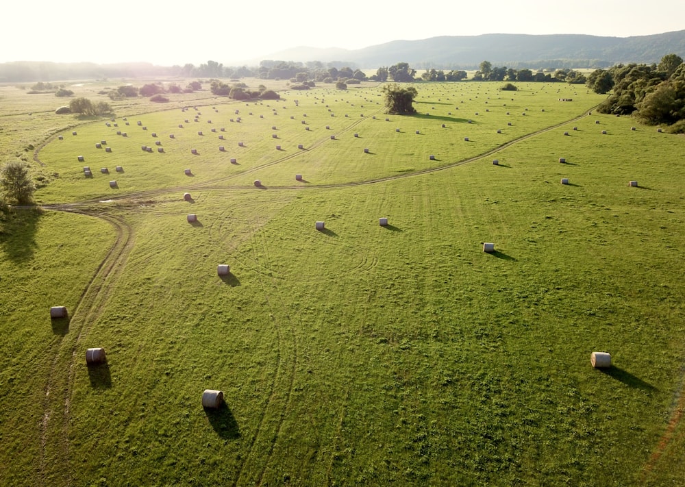 campo de grama verde durante o dia