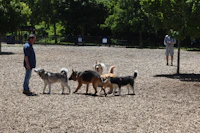 Happy dogs playing together in an outdoor training area surrounded by nature.