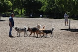 A group of five dogs interact playfully in a park setting, surrounded by wood chips and greenery. Two people are present, one standing closely to the dogs and another in the background looking on. The scene is well-lit, suggesting a sunny day.