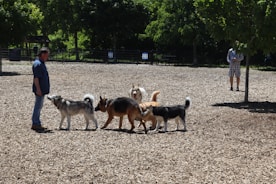 Dogs playing in a safe boarding environment.