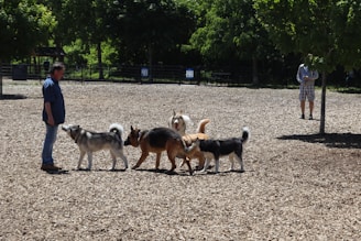 A group of five dogs interact playfully in a park setting, surrounded by wood chips and greenery. Two people are present, one standing closely to the dogs and another in the background looking on. The scene is well-lit, suggesting a sunny day.