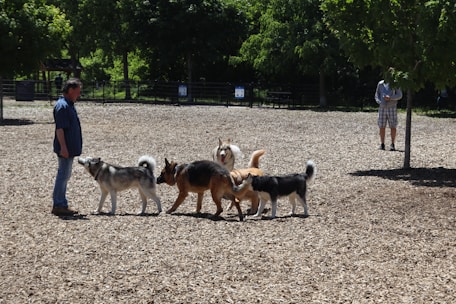 Happy dogs playing in a sunny park, showcasing pet-friendly products.