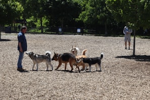 A group of five dogs interact playfully in a park setting, surrounded by wood chips and greenery. Two people are present, one standing closely to the dogs and another in the background looking on. The scene is well-lit, suggesting a sunny day.