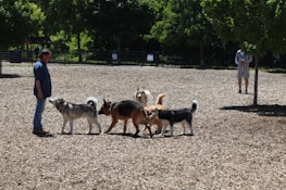 A group of dogs happily playing together under the watchful eye of a k9friendly walker.