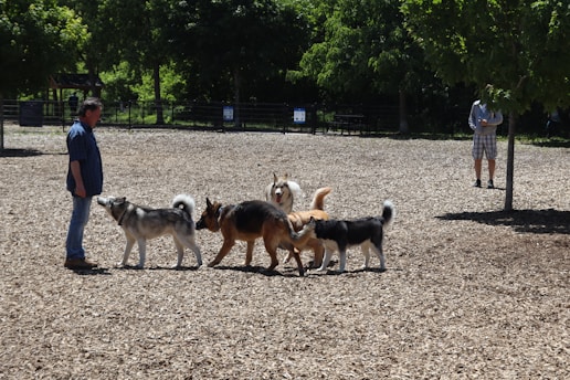 A happy dog playing in a sunny park with a group of volunteers.