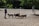 A happy family playing with a Doberman in a sunny park.