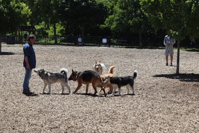 A group of five dogs interact playfully in a park setting, surrounded by wood chips and greenery. Two people are present, one standing closely to the dogs and another in the background looking on. The scene is well-lit, suggesting a sunny day.