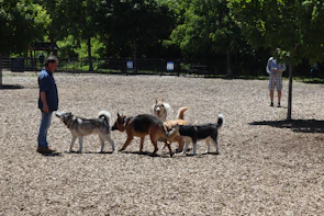 Volunteers gently playing with a group of happy dogs in a community park.