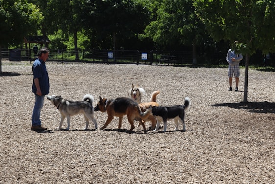 A group of athletic dogs sprinting together in a sunlit apartment courtyard under professional supervision.
