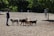 A group of Akita dogs playing in a sunny park with their owners enjoying the day.