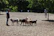 A group of dog owners chatting happily while their dogs play nearby.