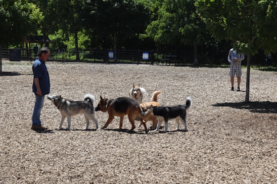A joyful group of doodle dogs playing together in a sunny park.