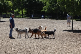A group of five dogs interact playfully in a park setting, surrounded by wood chips and greenery. Two people are present, one standing closely to the dogs and another in the background looking on. The scene is well-lit, suggesting a sunny day.