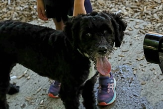 A black dog with curly fur and a pink tongue sticking out stands on a ground covered with wood chips. A person's legs with running shoes are partially visible beside the dog.