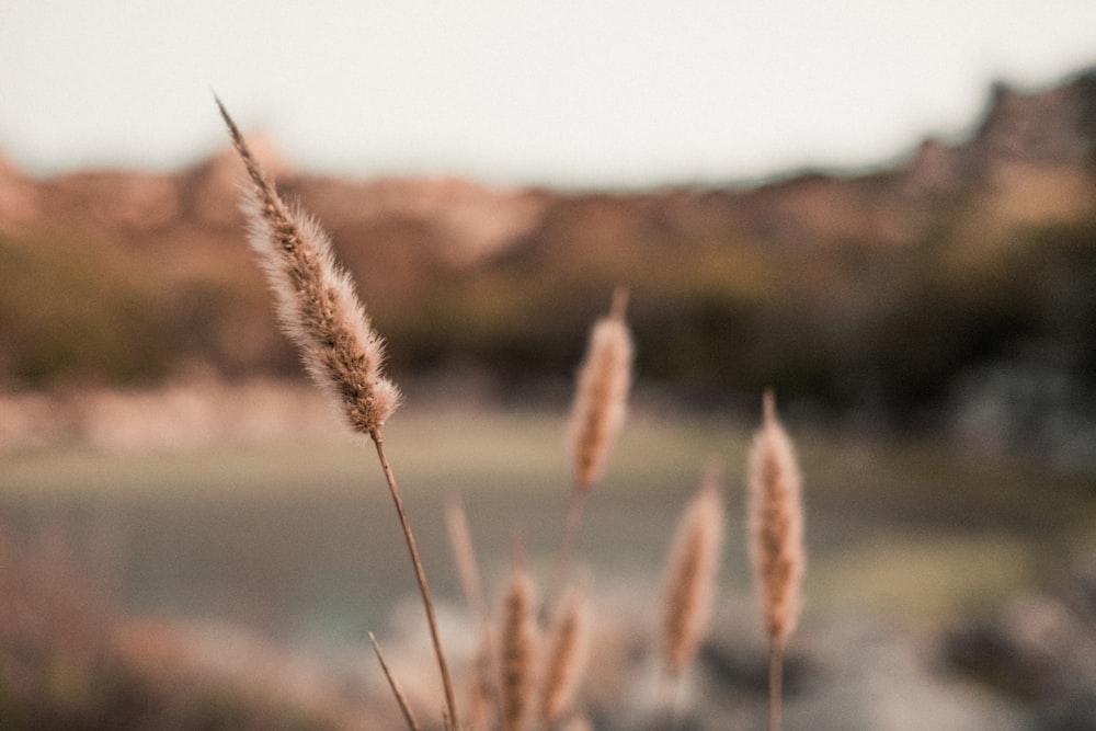 brown wheat in close up photography