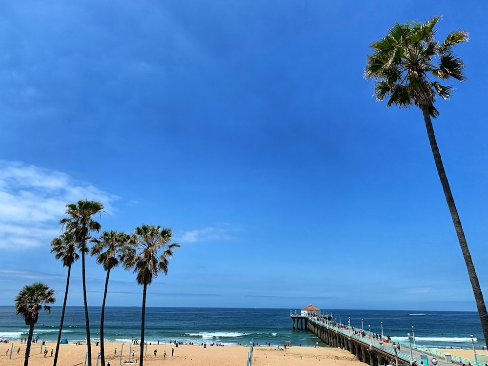 people on beach during daytime