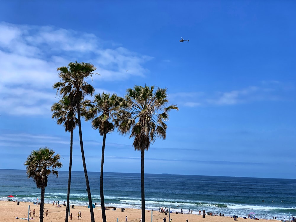 palm tree near beach during daytime