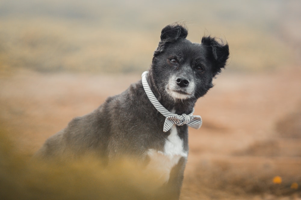 black and white short coat small dog