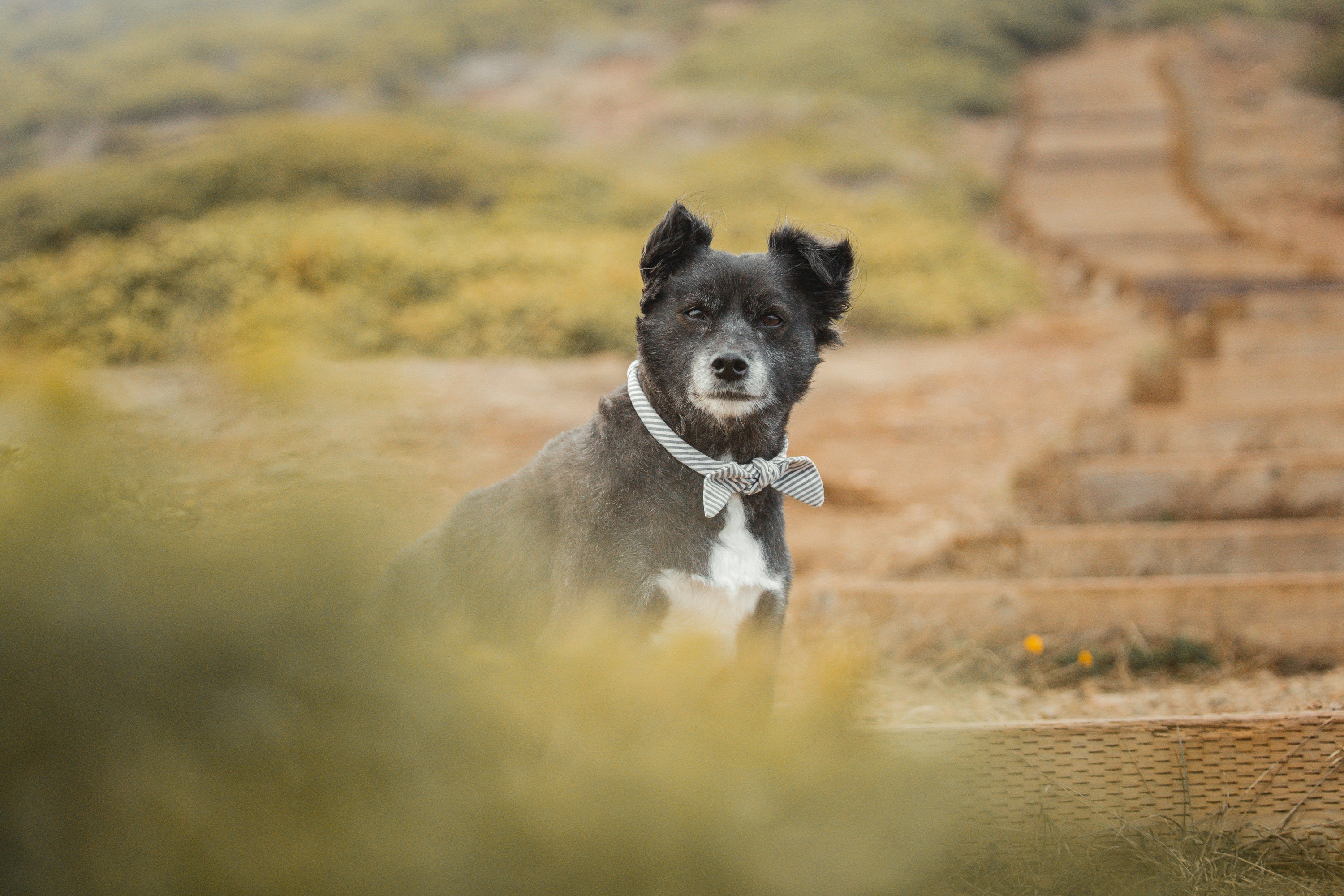 black and white short coat medium sized dog on brown field during daytime