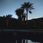 green palm tree near body of water during night time