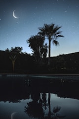 green palm tree near body of water during night time