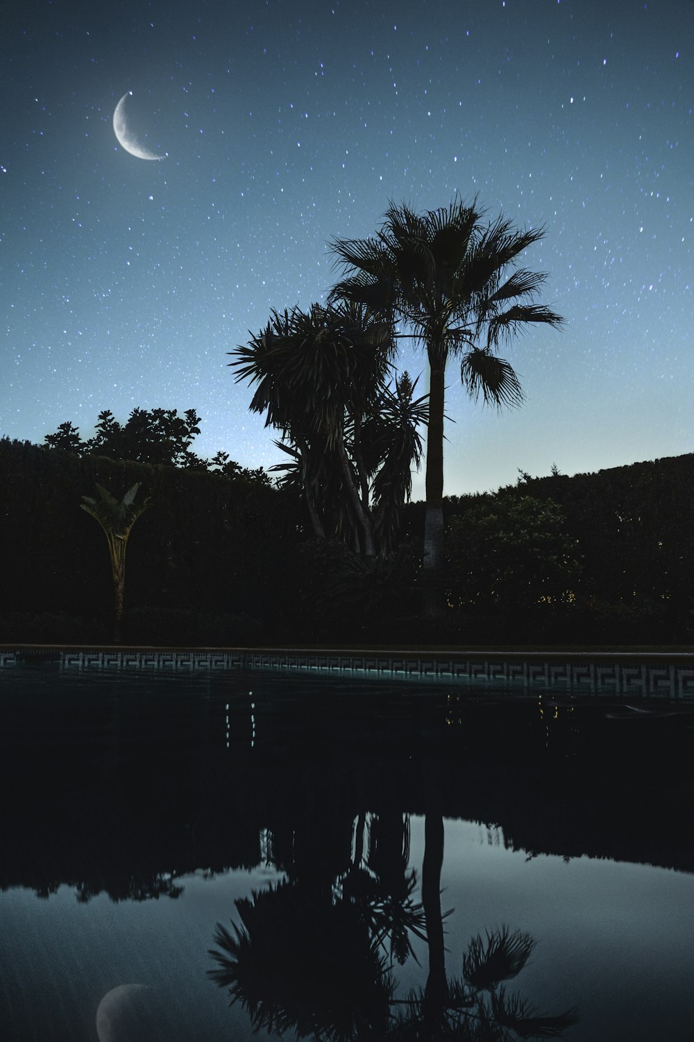 green palm tree near body of water during night time