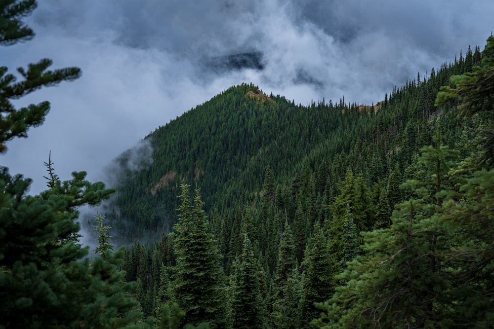 árvores verdes na montanha sob o céu nublado durante o dia